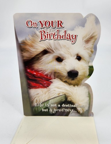 One white puppy dog - white,